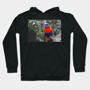 Highly colourful rainbow lorikeet on branch Hoodie